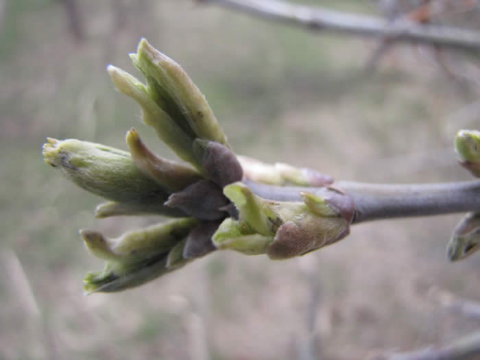 Kentucky Coffeetree Leaves