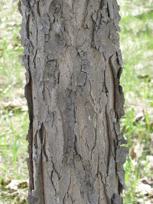 Kentucky Coffeetree Bark