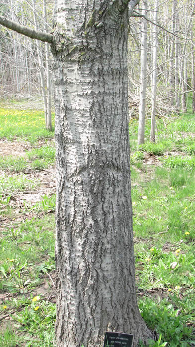 Large-toothed aspen bark