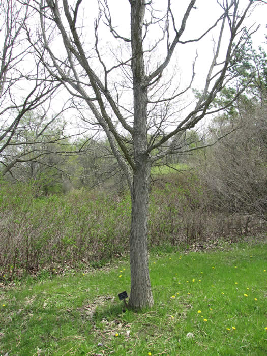 Kentucky Coffeetree