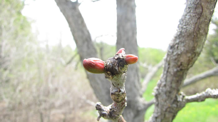 Kentucky Coffeetree Bud