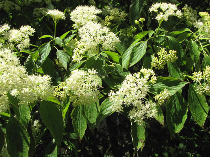 Alternate-leaved dogwood flowers