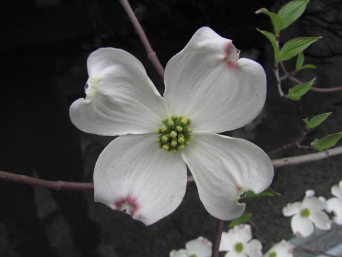 Eastern Flowering Dogwood Flower