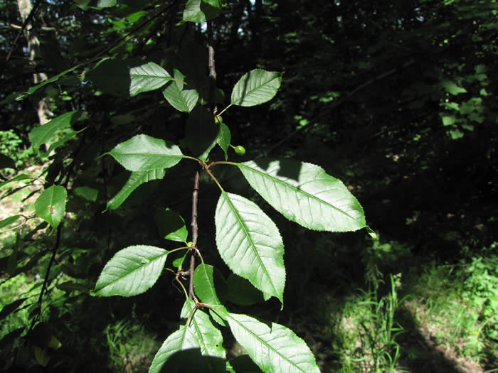 Pin Cherry Tree Leaves