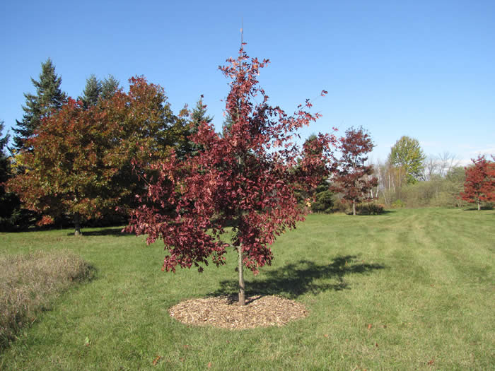 Hill Oak Tree