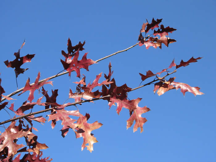 Hill Oak Leaves