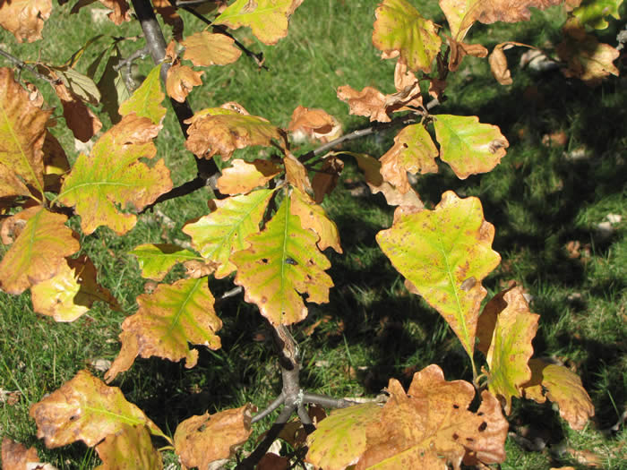 Swamp White Oak Autmn Leaves