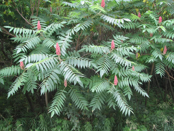 Staghorn Sumac Trees