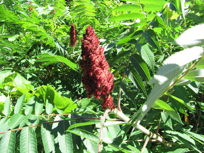 Staghorn Sumac fruit cluster.