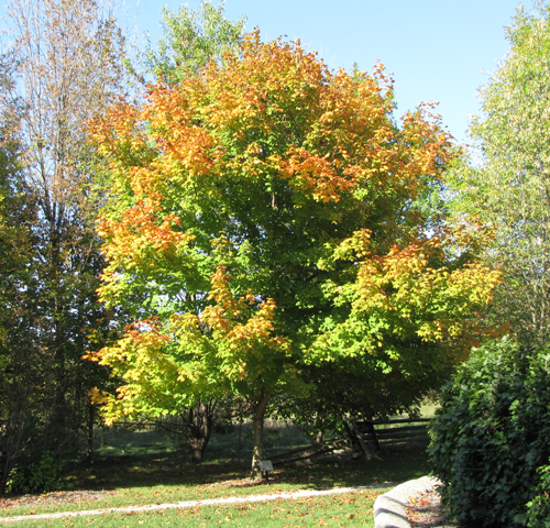 Black Maple in the fall