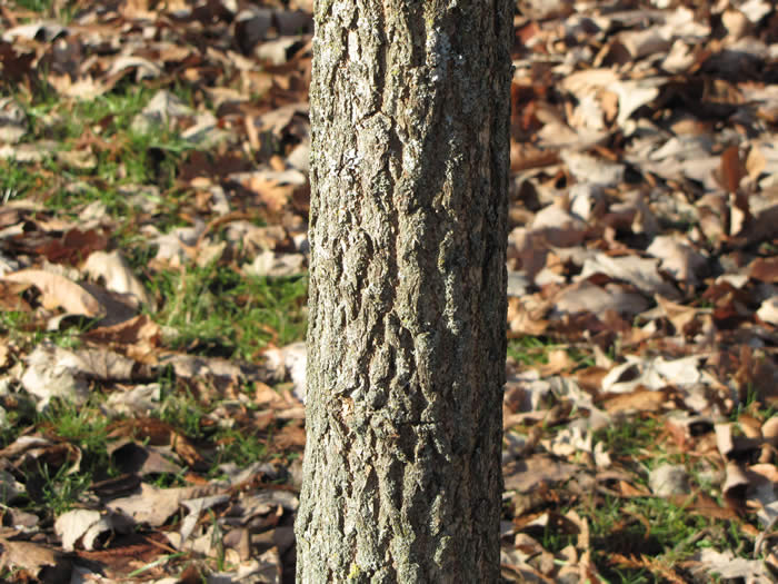 sassafras bark