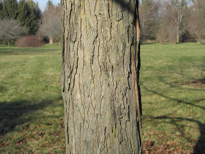 Shagbark Hickory Bark