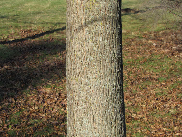 Bitternut Hickory Bark