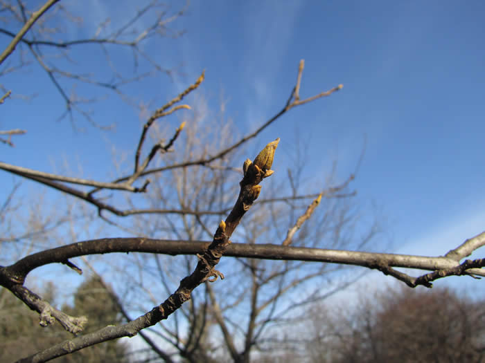 Bitternut Hickory Buds