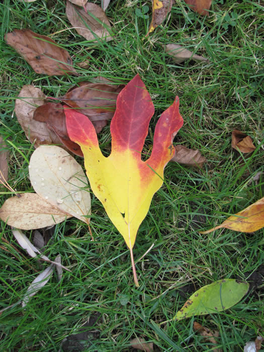 Sassafras Leaf in autumn