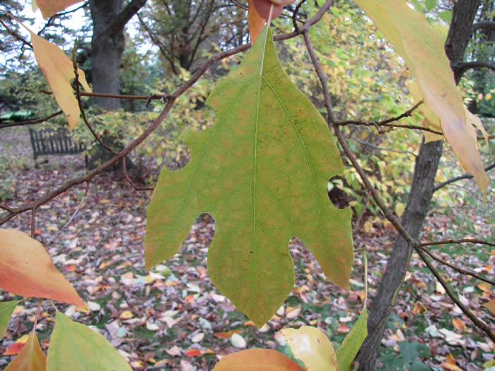 sassafras leaves