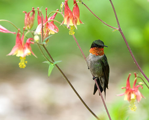 Ruby-throated Hummingbird