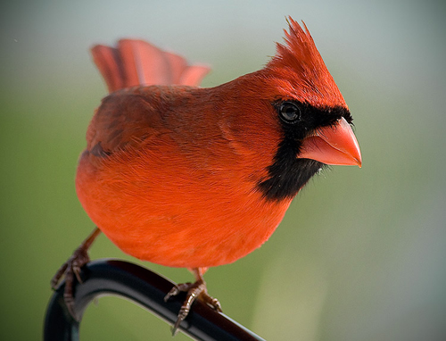 Northern Cardinal