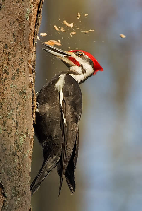 Pileated Woodpecker