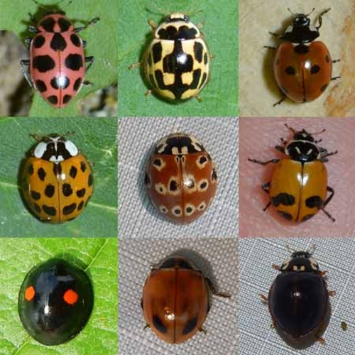 lady beetle Quiz