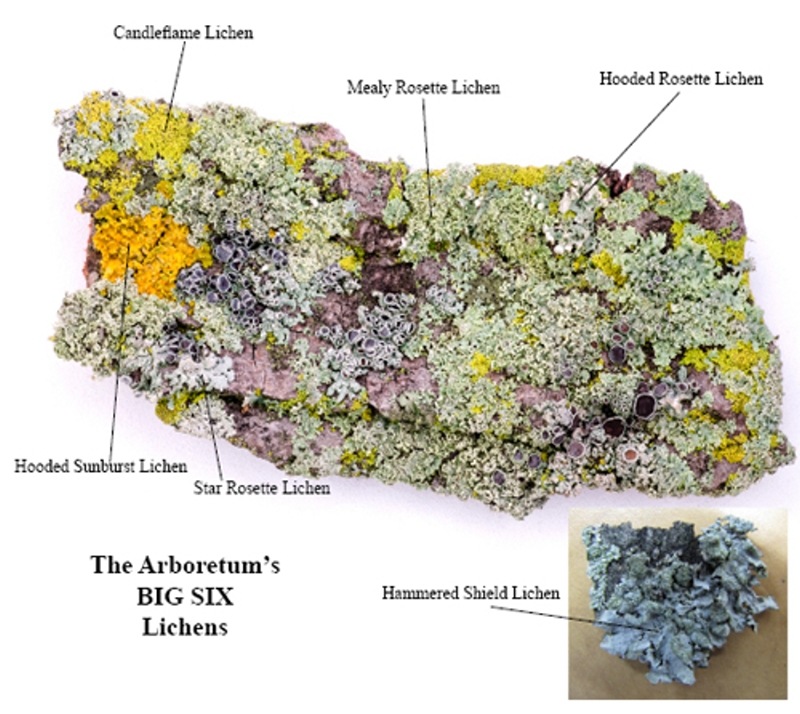  The Arboretum's big six lichens. Candleflame Lichen, Mealy Rosette Lichen, Hooded Rosette Lichen, Hooded Sunburst Lichen, Star Rosette Lichen, Hammered Shield Lichen.