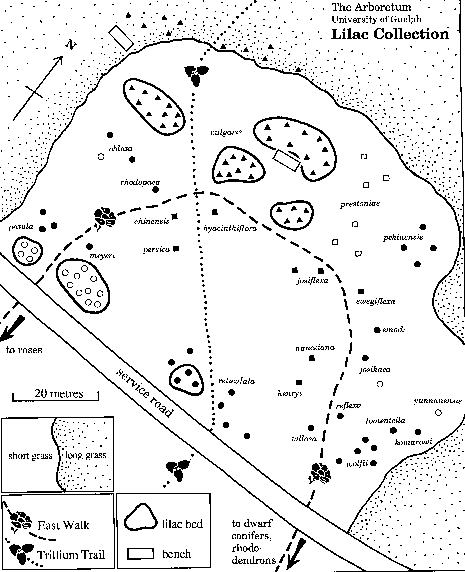 Map of the lilac collection