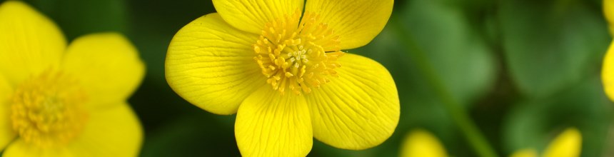 yellow flowers