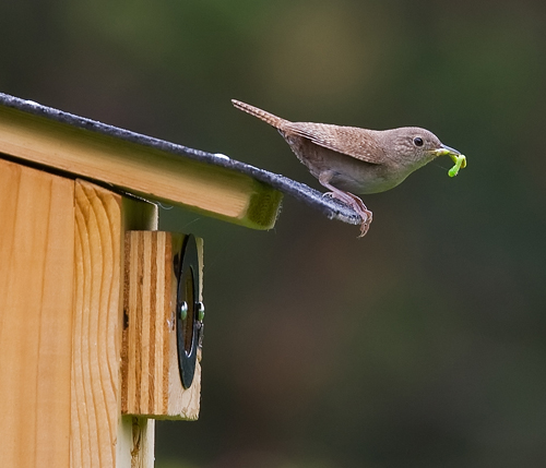 Bird on Bird House