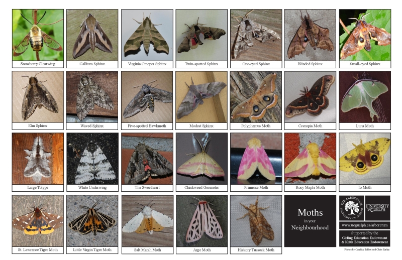 Selection of various moths