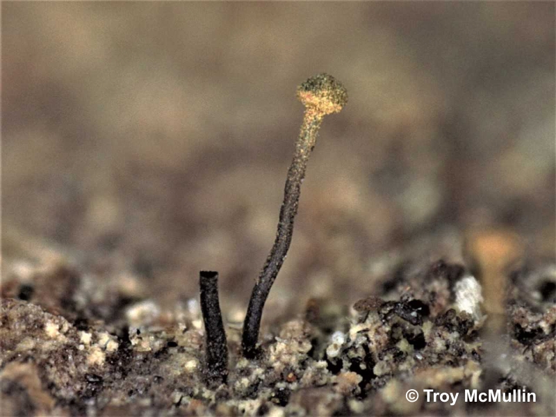 This tiny new-to-science lichen species was found in The Arboretum. Photo by Jose Maloles.