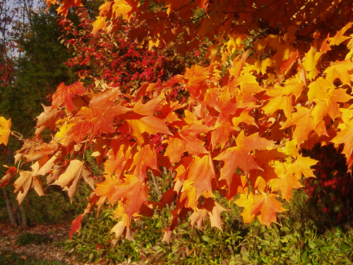 Orange Sugar Maple Leaves