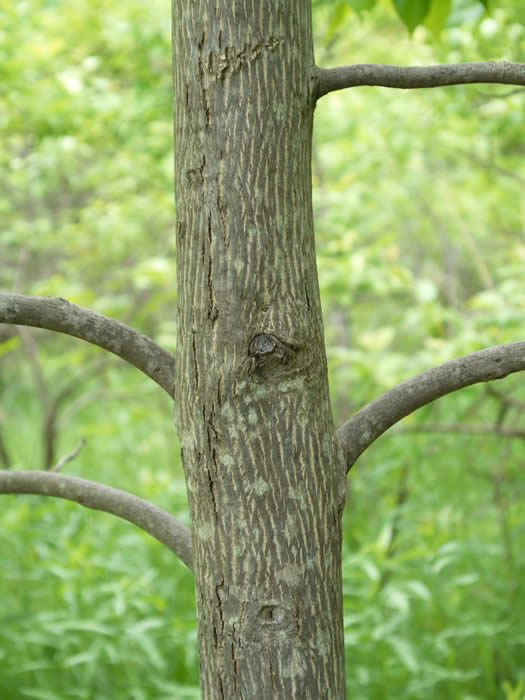 Pignut Hickory Bark