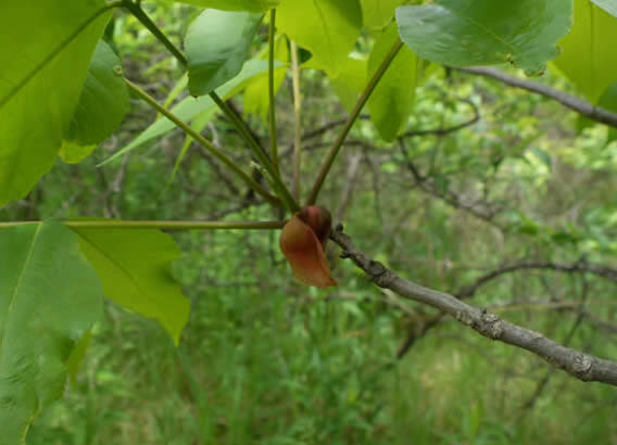 Pignut Hickory Nuts