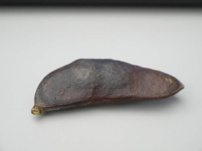 Kentucky Coffeetree Seed Pod