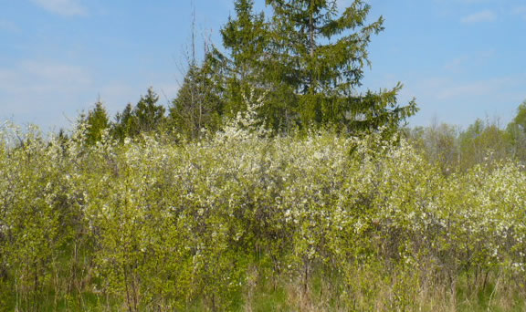 Wild Plum Trees