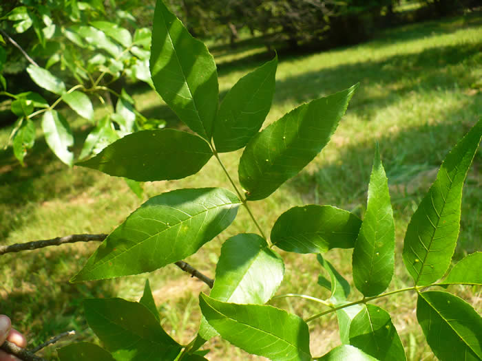 Green Ash Leaves