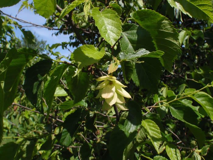 Ironwood Fruit