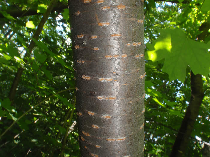 Pin Cherry Tree Bark