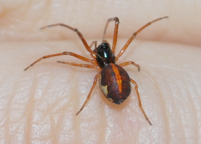 Pachygnatha autumnalis. Photo by Candice Talbot. 