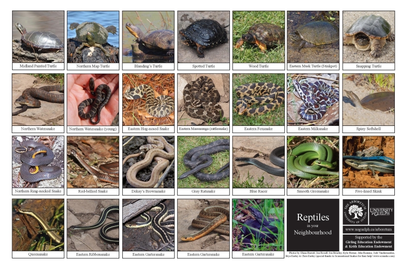 Selection of various reptiles