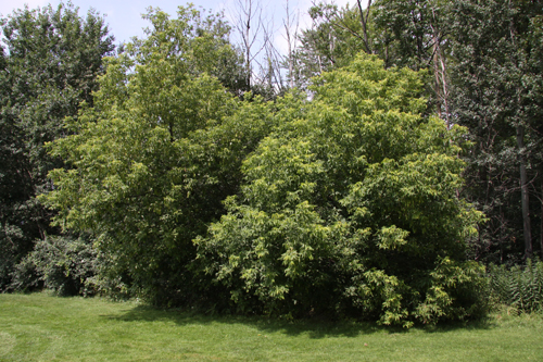 Manitoba Maple Trees