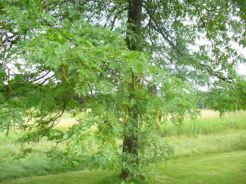 Honey Locust Tree