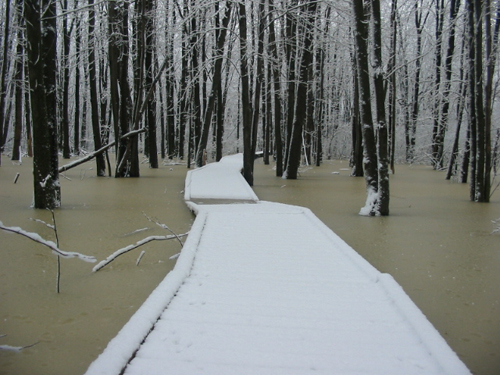 Freeman's Maples (a natural hybrid of Red and Silver Maples) dominate the swamp in The Arboretum's Wild Goose Woods.