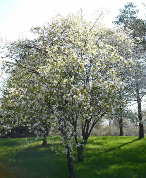 Allegheny Serviceberry Tree