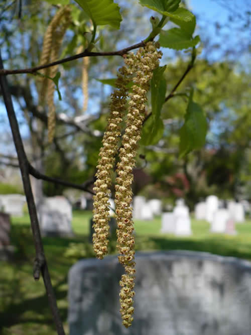 Male flowers in long dangling catkins