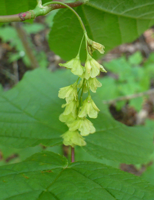 Striped Maple Flowers