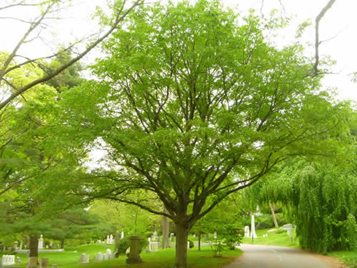 Blue Beech Tree