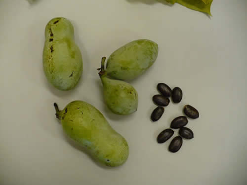 Pawpaw Fruit