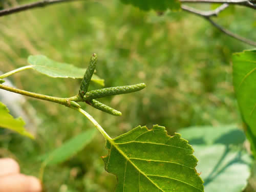 Male flower buds at twig tips