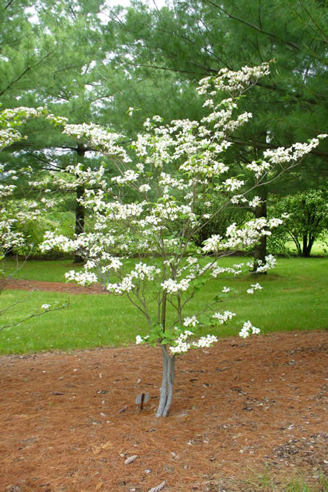 Eastern Flowering Dogwood tree